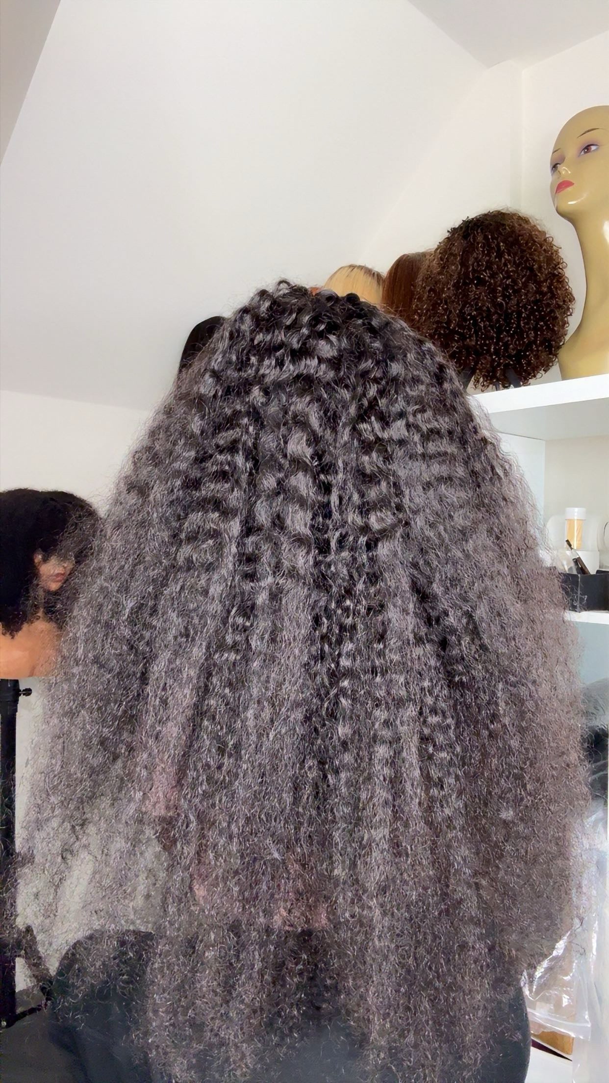 Burmess curly - SawaShine